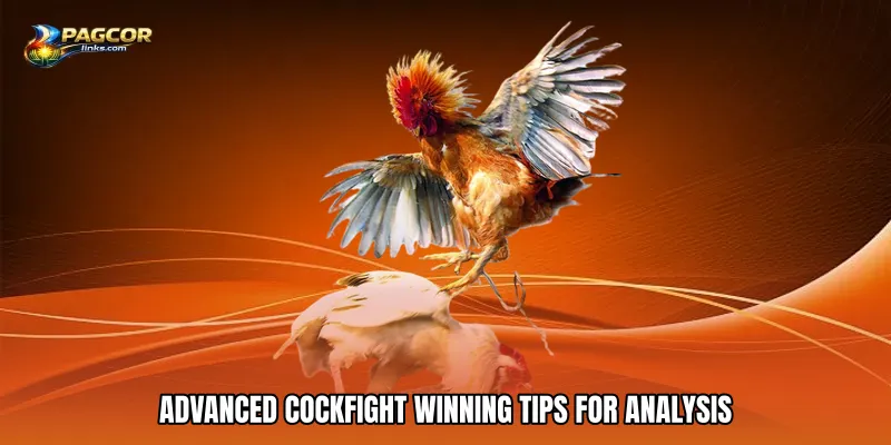 Advanced Cockfight winning tips for analysis